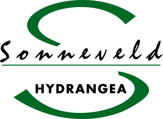 Sonneveld Hydrangea Sonneveld Hydrangea